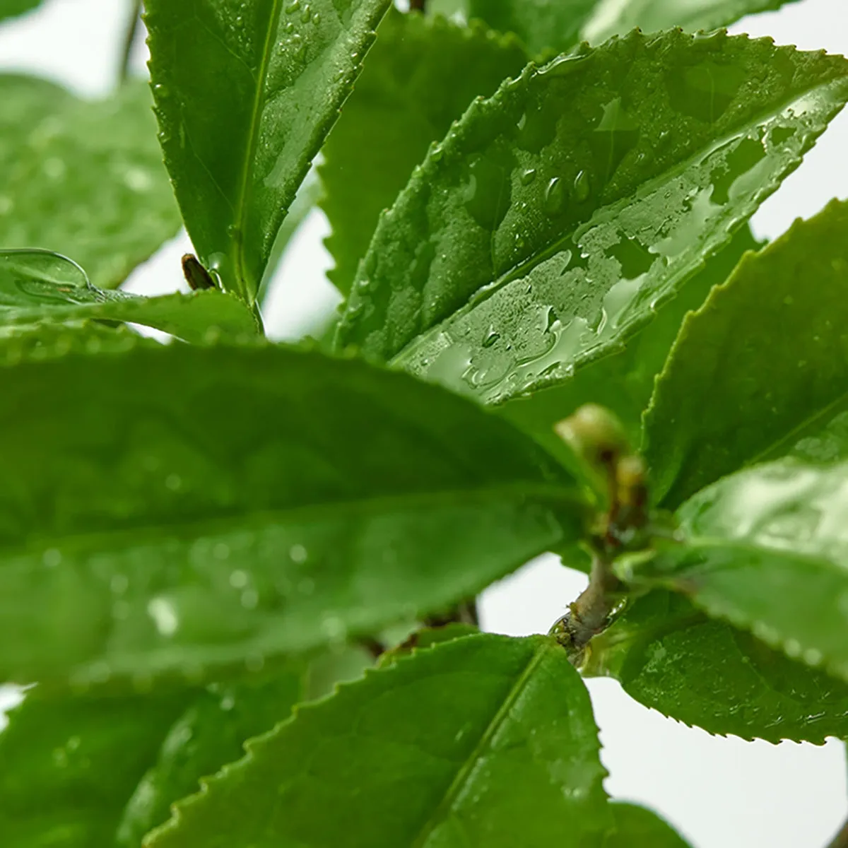 Green Tea Hyaluronic Skin